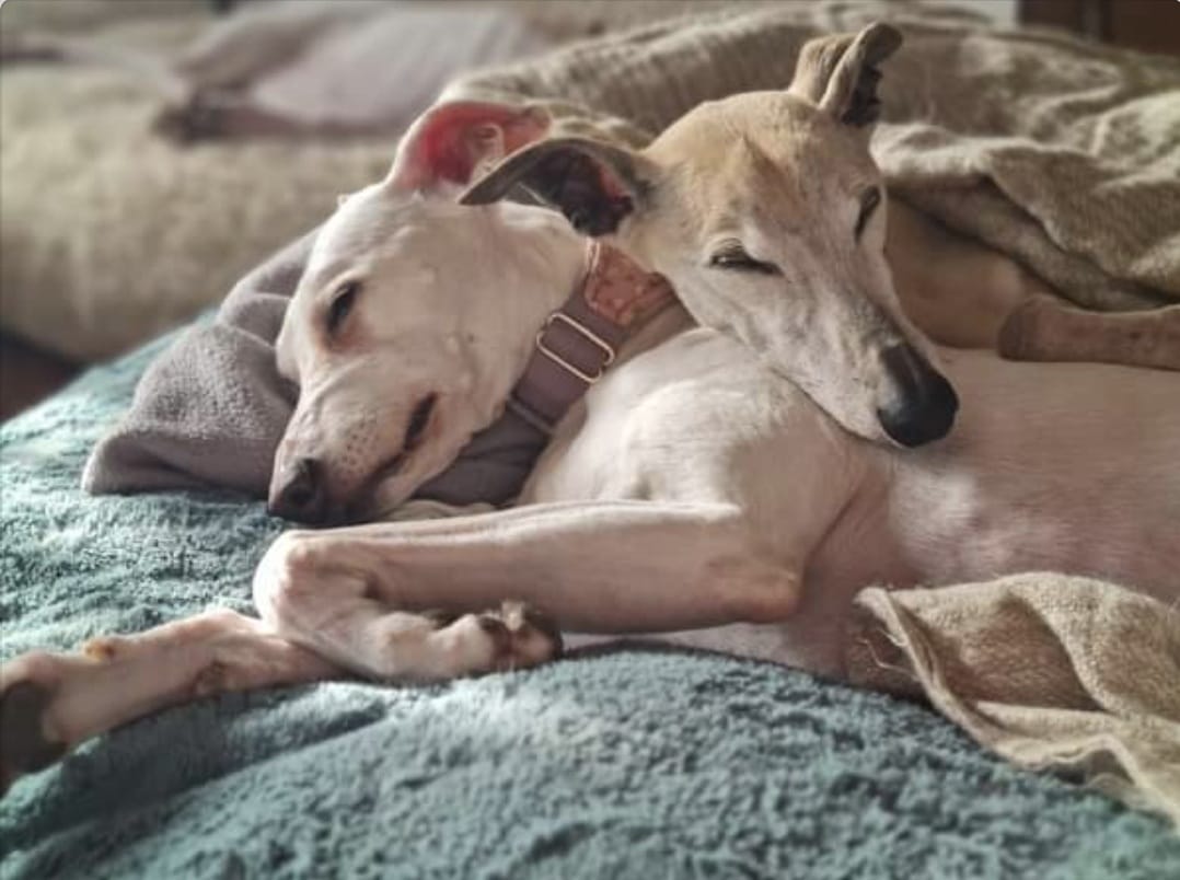 Neo & Goldie zwei Whippet Senioren